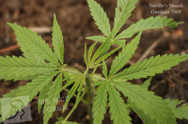 Mr. Nice Seeds - Neville's Skunk (reg.)