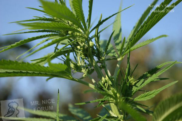 Mr. Nice Seeds - Neville's Skunk (reg.)