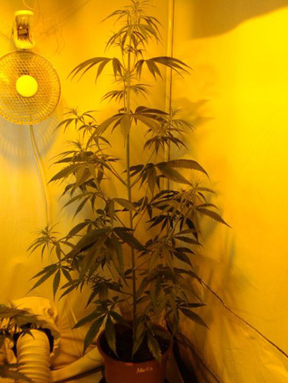 Mr. Nice Seeds - Neville's Skunk (reg.)