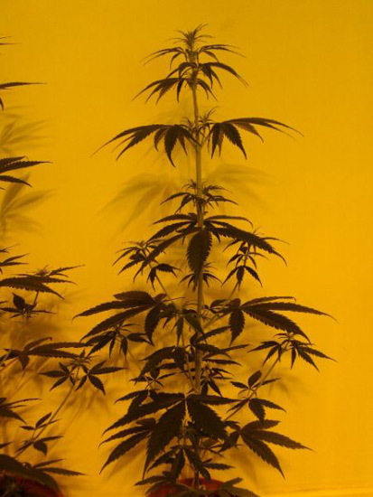 Mr. Nice Seeds - Neville's Skunk (reg.)