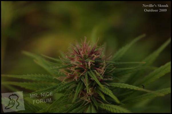 Mr. Nice Seeds - Neville's Skunk (reg.)
