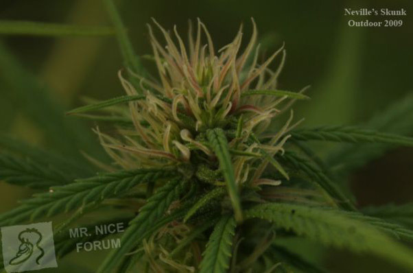 Mr. Nice Seeds - Neville's Skunk (reg.)