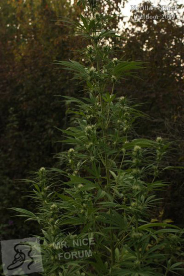 Mr. Nice Seeds - Neville's Skunk (reg.)