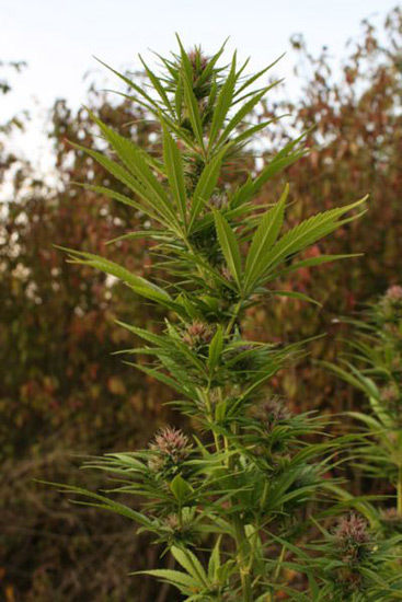 Mr. Nice Seeds - Neville's Skunk (reg.)