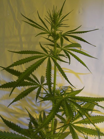 Mr. Nice Seeds - Neville's Skunk (reg.)