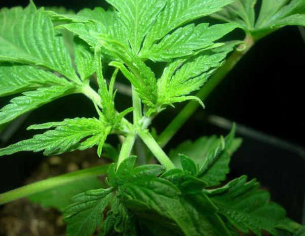 Mr. Nice Seeds - Neville's Skunk (reg.)