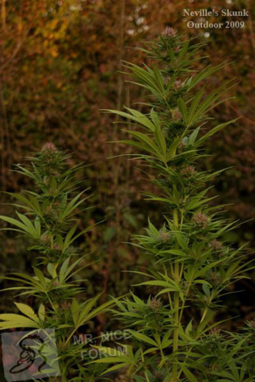 Mr. Nice Seeds - Neville's Skunk (reg.)