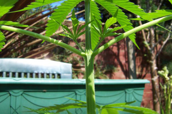 Mr. Nice Seeds - Neville's Skunk (reg.)