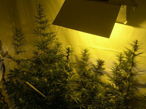 Mr. Nice Seeds - Neville's Skunk (reg.)