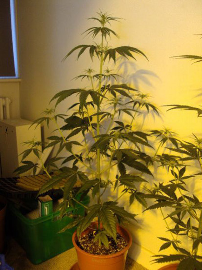 Mr. Nice Seeds - Neville's Skunk (reg.)