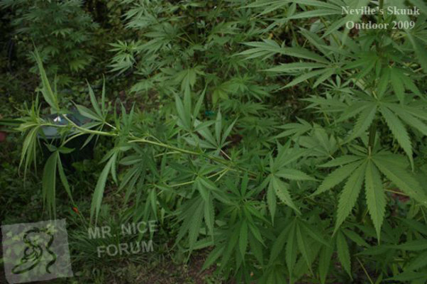 Mr. Nice Seeds - Neville's Skunk (reg.)