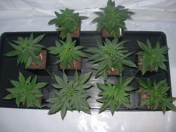 Mr. Nice Seeds - Neville's Skunk (reg.)
