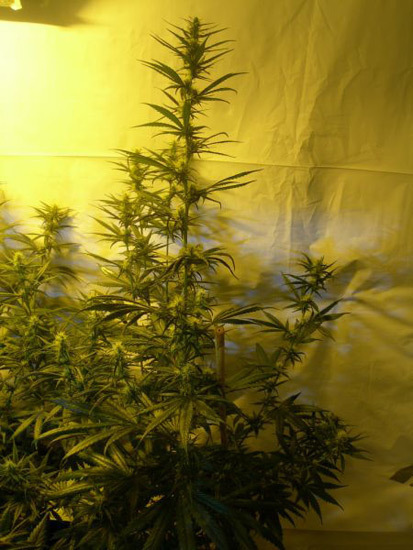 Mr. Nice Seeds - Neville's Skunk (reg.)