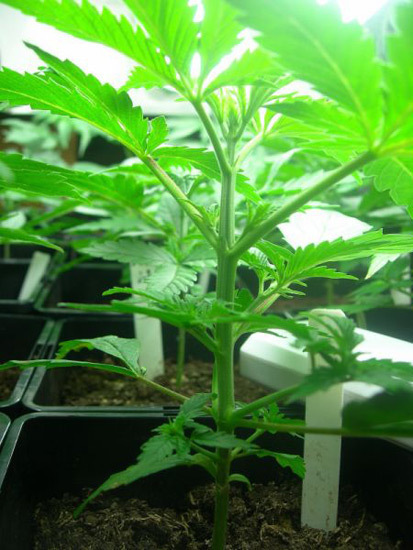 Mr. Nice Seeds - Neville's Skunk (reg.)