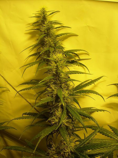 Mr. Nice Seeds - Neville's Skunk (reg.)