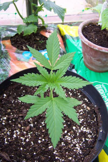 Mr. Nice Seeds - Neville's Skunk (reg.)