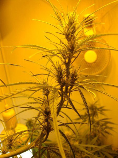 Mr. Nice Seeds - Neville's Skunk (reg.)