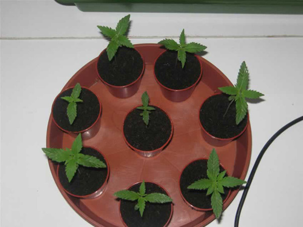 Mr. Nice Seeds - Neville's Skunk (reg.)