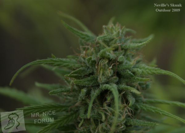 Mr. Nice Seeds - Neville's Skunk (reg.)