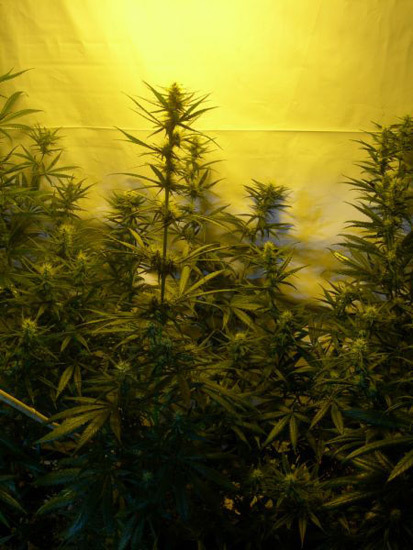 Mr. Nice Seeds - Neville's Skunk (reg.)