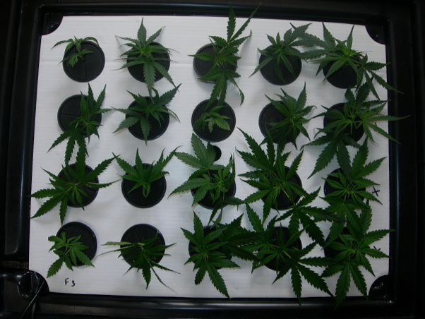 Mr. Nice Seeds - Neville's Skunk (reg.)