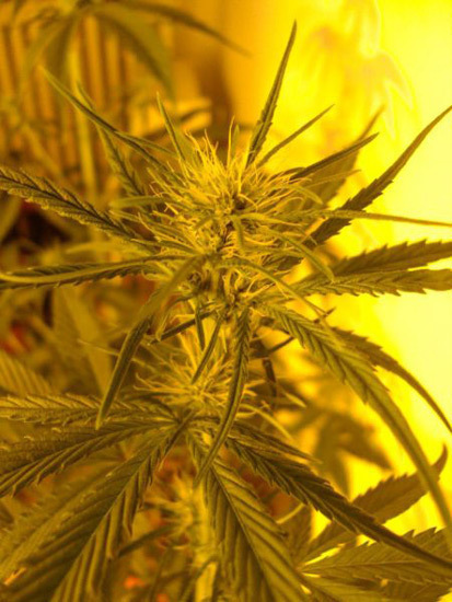 Mr. Nice Seeds - Neville's Skunk (reg.)