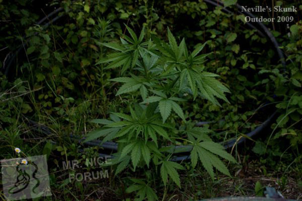 Mr. Nice Seeds - Neville's Skunk (reg.)