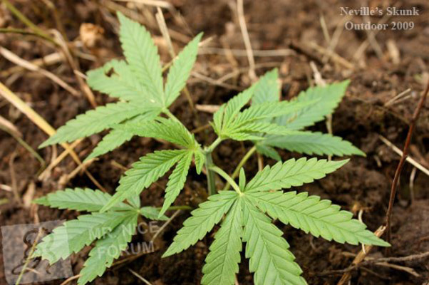 Mr. Nice Seeds - Neville's Skunk (reg.)