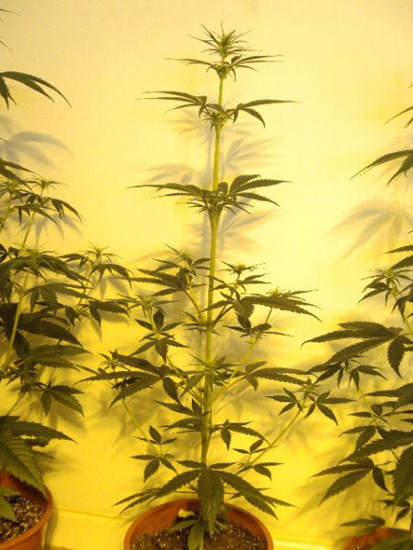 Mr. Nice Seeds - Neville's Skunk (reg.)
