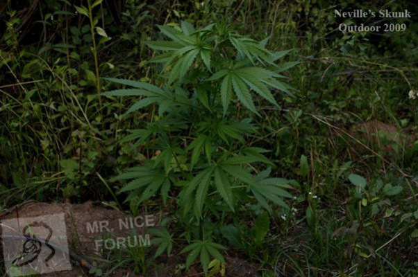 Mr. Nice Seeds - Neville's Skunk (reg.)