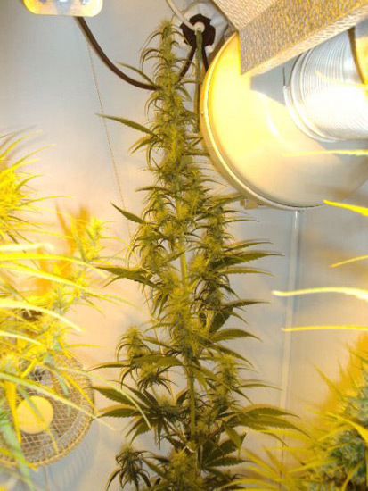 Mr. Nice Seeds - Neville's Skunk (reg.)