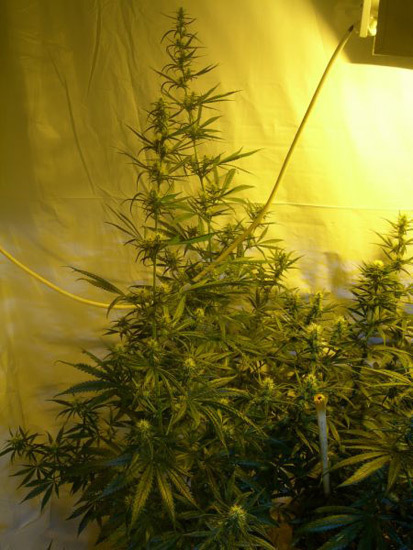 Mr. Nice Seeds - Neville's Skunk (reg.)