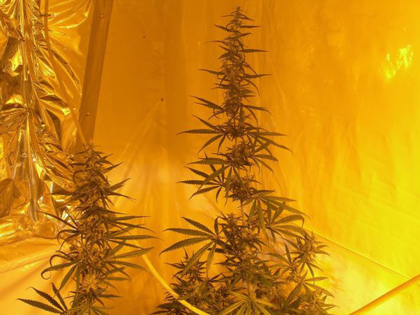 Mr. Nice Seeds - Neville's Skunk (reg.)
