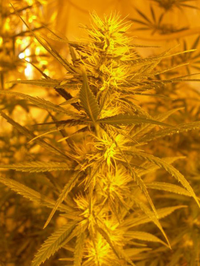 Mr. Nice Seeds - Neville's Skunk (reg.)