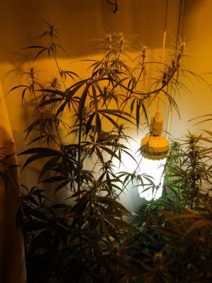 Mr. Nice Seeds - Neville's Skunk (reg.)