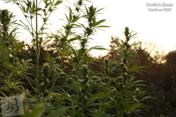 Mr. Nice Seeds - Neville's Skunk (reg.)