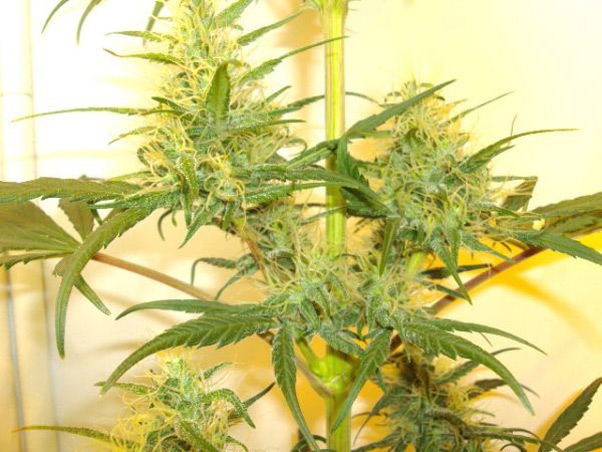 Mr. Nice Seeds - Neville's Skunk (reg.)