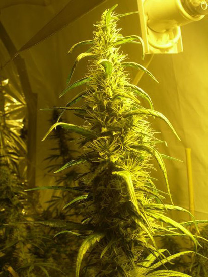 Mr. Nice Seeds - Neville's Skunk (reg.)