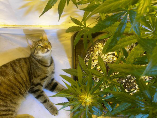 Mr. Nice Seeds - Neville's Skunk (reg.)