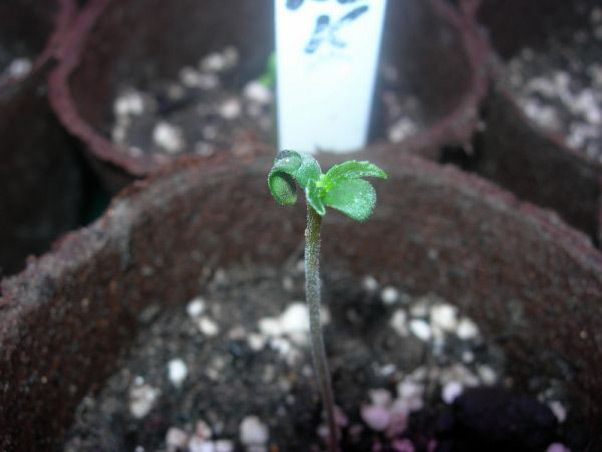 Mr. Nice Seeds - Neville's Skunk (reg.)