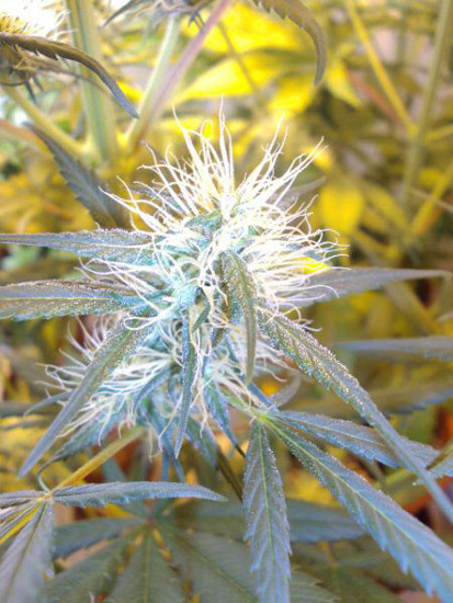 Mr. Nice Seeds - Neville's Skunk (reg.)