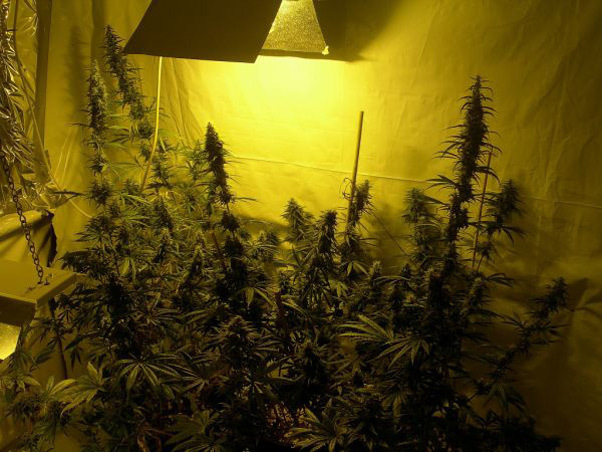 Mr. Nice Seeds - Neville's Skunk (reg.)