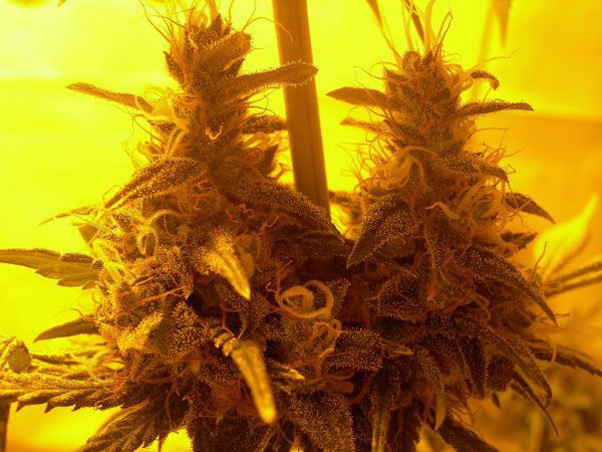 Mr. Nice Seeds - Neville's Skunk (reg.)