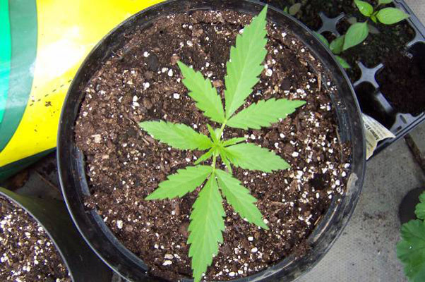 Mr. Nice Seeds - Neville's Skunk (reg.)