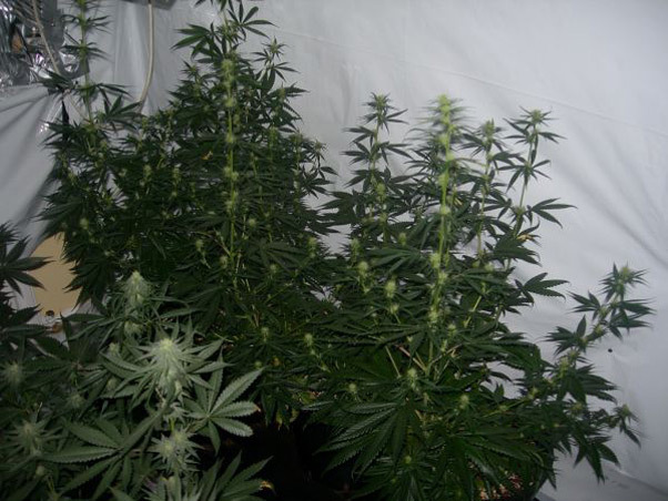 Mr. Nice Seeds - Neville's Skunk (reg.)