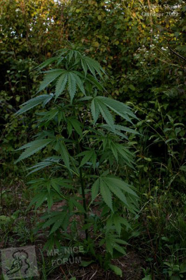Mr. Nice Seeds - Neville's Skunk (reg.)