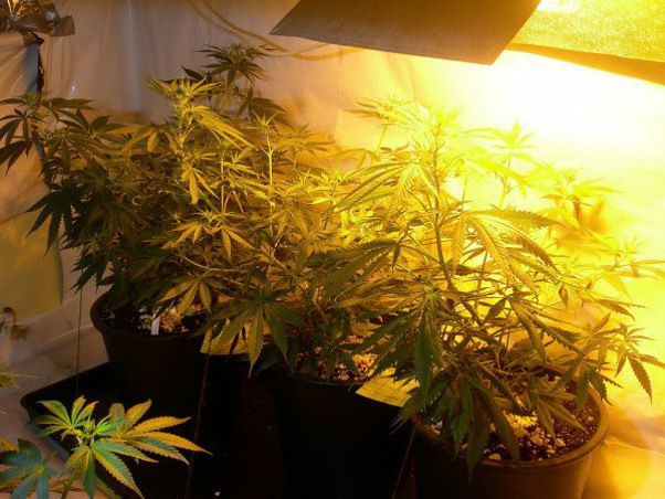 Mr. Nice Seeds - Neville's Skunk (reg.)