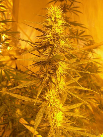 Mr. Nice Seeds - Neville's Skunk (reg.)