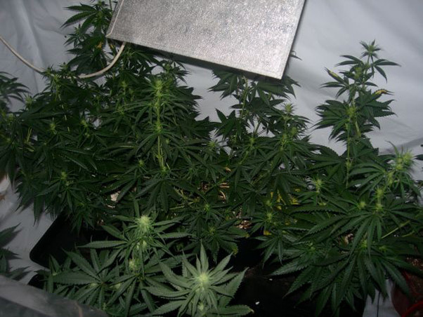Mr. Nice Seeds - Neville's Skunk (reg.)