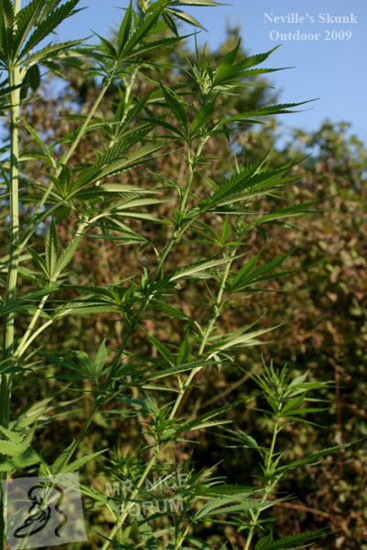 Mr. Nice Seeds - Neville's Skunk (reg.)